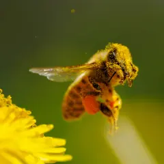 Fotografia makro: pszczoła oblepiona pyłkiem lata nad żółtym kwiatem.