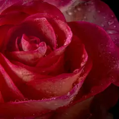 Krople rosy na płatkach czerwonej róży, uchwycone w **skali makro**. Delikatne przejścia kolorów i błyszczące kropelki tworzą magiczny obraz.