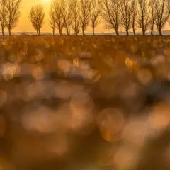 Złote światło zachodzącego słońca rozświetla nagie drzewa i trawę, tworząc magiczne zdjecia jesieni.
