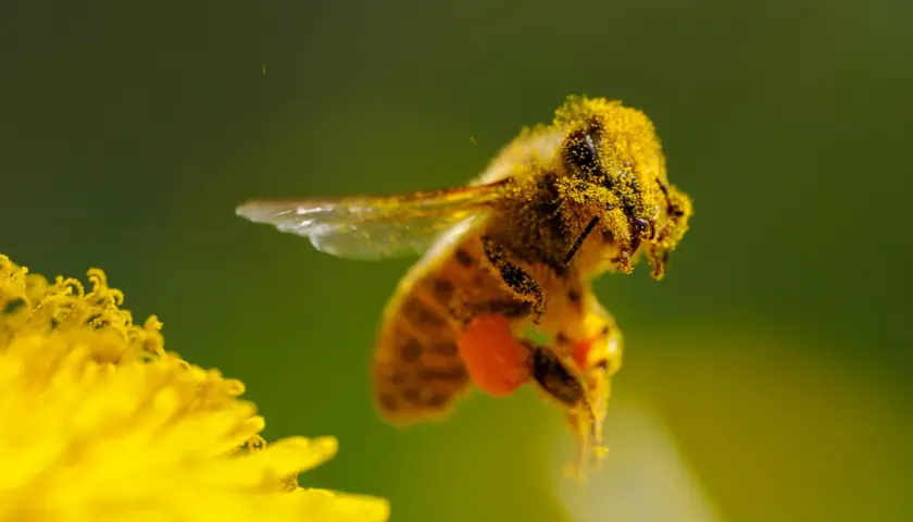 Fotografia makro: pszczoła oblepiona pyłkiem lata nad żółtym kwiatem.