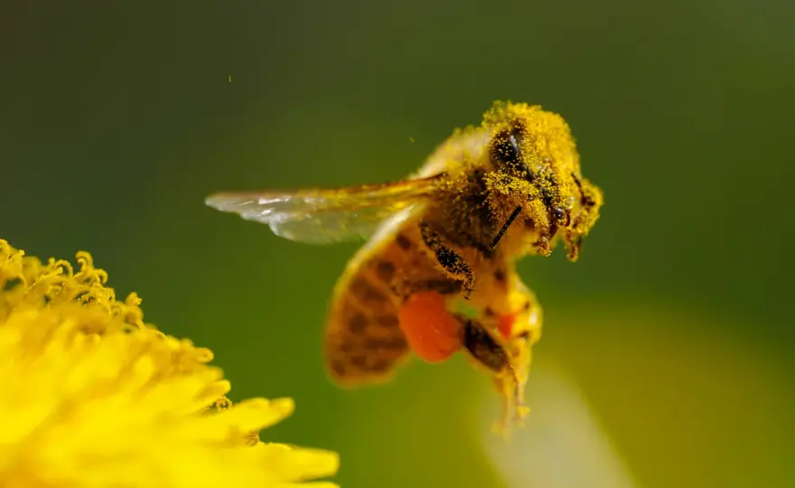 Fotografia makro bez błędów - sprzęt, światło i ostrość