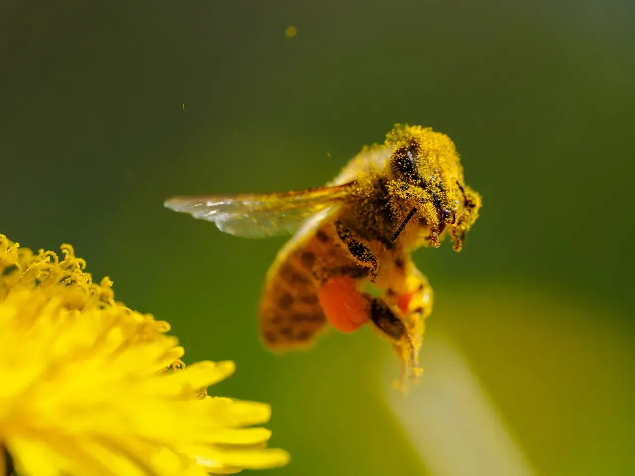 Fotografia makro: pszczoła oblepiona pyłkiem lata nad żółtym kwiatem.