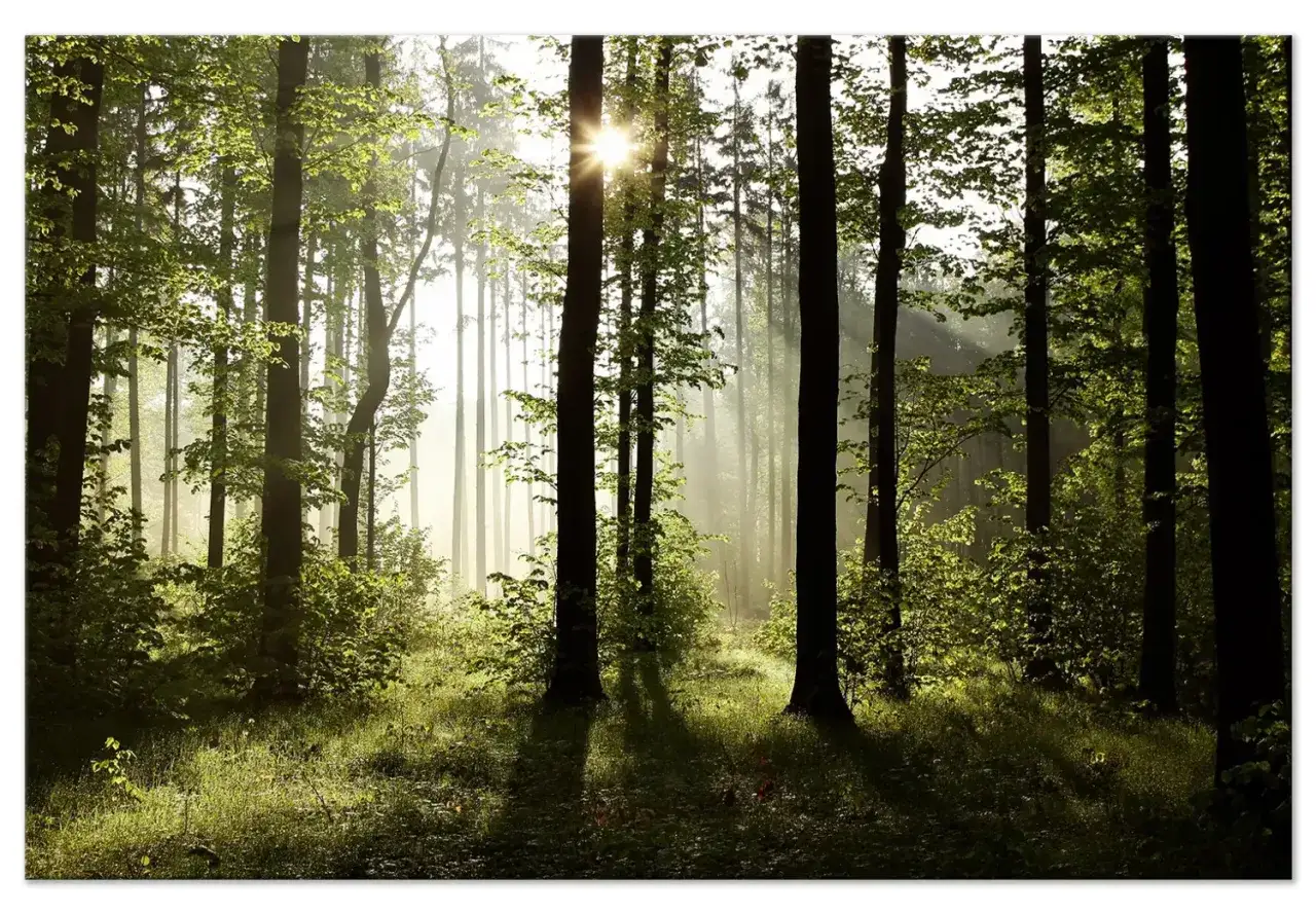 Promienie słońca przebijają się przez gęsty las, tworząc magiczną atmosferę. To piękne las zdjecie.